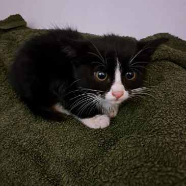 Op dierendag is dit kleine poesje bij ons binnen gebracht….