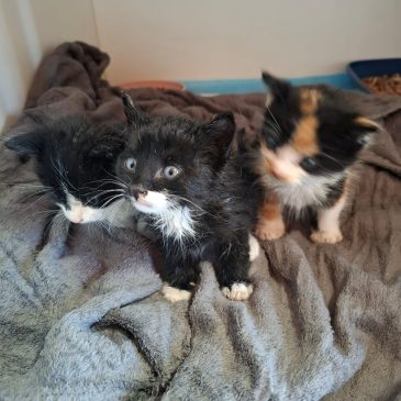 3 kleintjes binnen gekomen