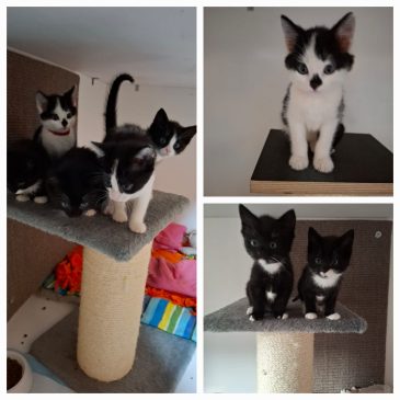 Deze Kittens hebben allemaal een nieuw thuis gekregen !!