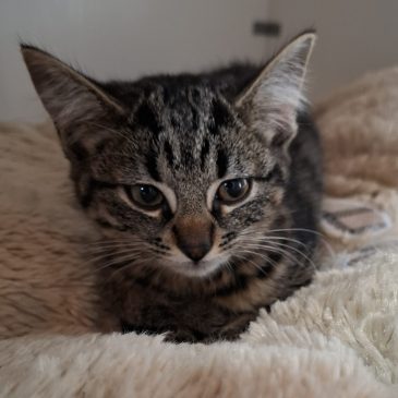 Dit lieve mooie poesje heeft al een goed huisje