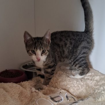 Ik ga binnenkort naar een fijn nieuw thuis!