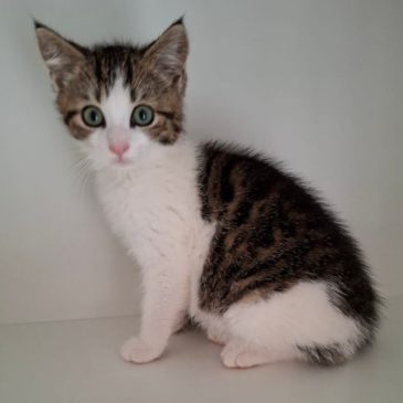 Ik ga verhuizen naar een goed huis!