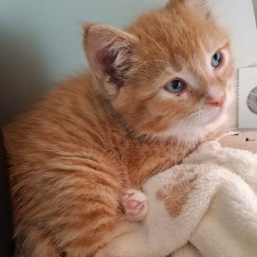 Mooi klein rood katertje. Moet nog wel wat groter worden, maar dat komt wel goed!