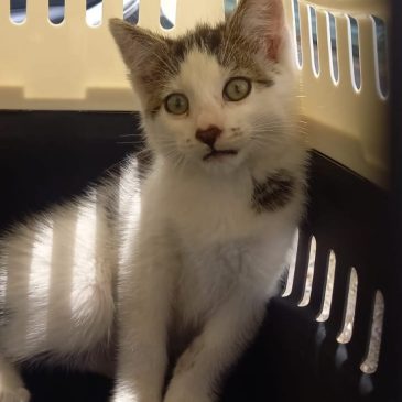 Ik heb een goed huisje gekregen!