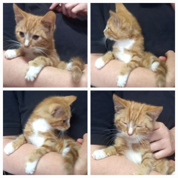 Ik heb een goed huisje gekregen.