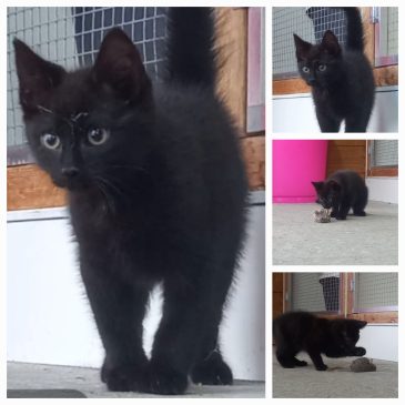 Fijn huis gekregen met 3 leuke vriendinnen