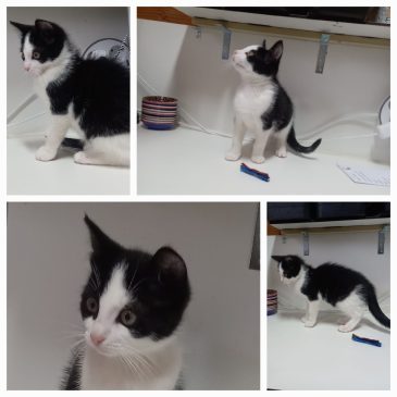 Ik heb een goed huis!