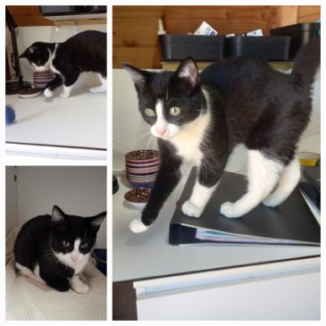 Goed huis gevonden voor deze super lieve knuffel kater!