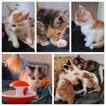 Deze kittens hebben allemaal een goed huis gevonden!
