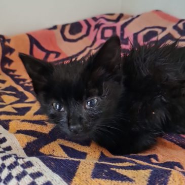 Dit kleine katertje gaat goed vooruit! Is geplaatst