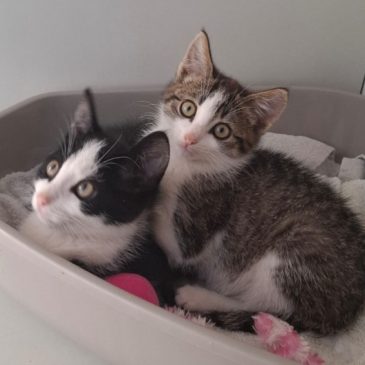 Deze 2 katertjes zoeken een nieuw huisje (samen of apart)