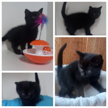 Dit mooie zwarte poesje zoekt een goed huisje !