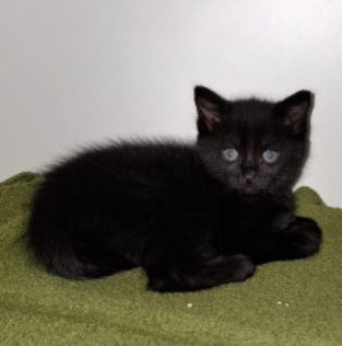 Dit mooie lieve poesje zoekt een goed huisje!