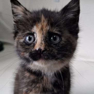 Dit bijzonder mooie schildpad poesje is gereserveerd