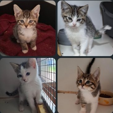 Goed huisje gezocht voor deze lieve kittens !  8 a 9 weken oud
