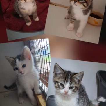 Kittens!!!