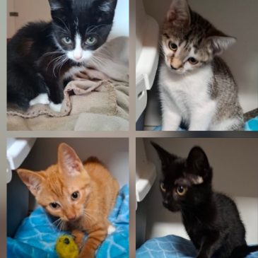 Deze lieve kittens zoeken een goed huisje ! -> linksboven: zwart/wit katertje, ongeveer 8 weken     -> rechtsboven: cypers grijs/wit poesje, ongeveer 10 weken           en als koppel te plaatsen: linksonder: rood/wit katertje, ongeveer 12 weken & ->rechtsonder: zwart poesje, ongeveer 12/13 weken       Bel: 06 20 88 80 80
